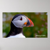 Puffin-afbeelding voor Poster (Voorkant)