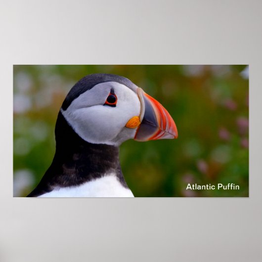 Puffin-afbeelding voor Poster (Voorkant)