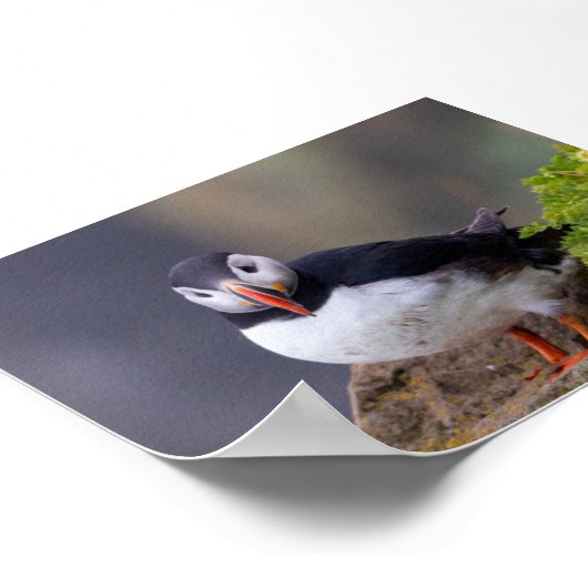 Puffin bird in Iceland Poster (Hoek)