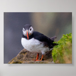Puffin bird in Iceland Poster