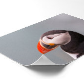 Puffin bird in Iceland Poster (Hoek)