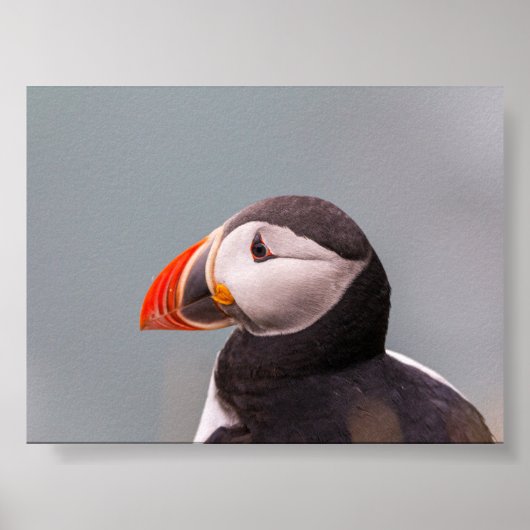 Puffin bird in Iceland Poster (Voorkant)