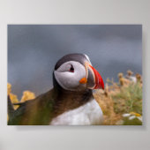 Puffin bird in Iceland Poster (Voorkant)
