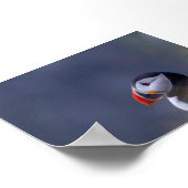 Puffin bird in Iceland Poster (Hoek)