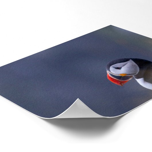 Puffin bird in Iceland Poster (Hoek)