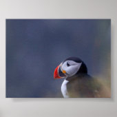 Puffin bird in Iceland Poster (Voorkant)