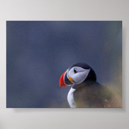 Puffin bird in Iceland Poster