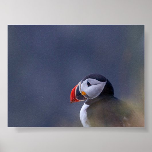 Puffin bird in Iceland Poster (Voorkant)