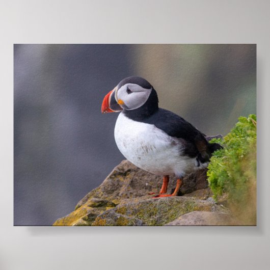 Puffin bird in Iceland Poster (Voorkant)