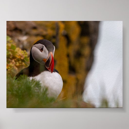Puffin bird in Iceland Poster (Voorkant)