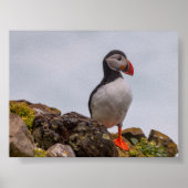 Puffin bird in Iceland Poster (Voorkant)