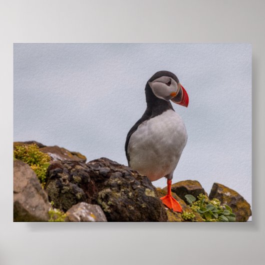 Puffin bird in Iceland Poster (Voorkant)