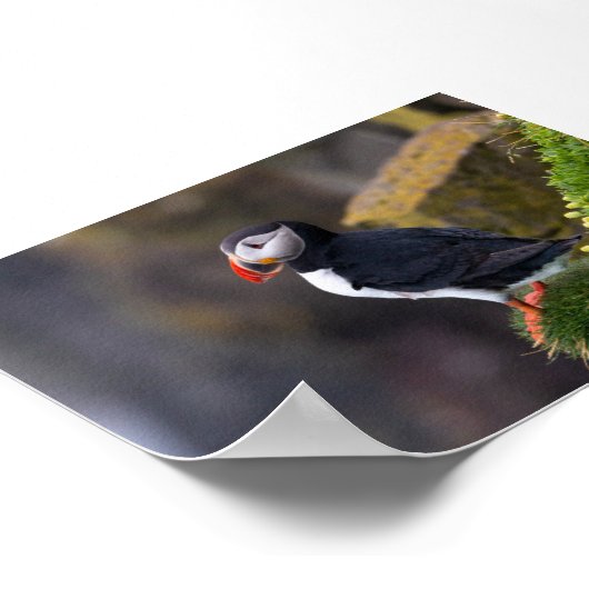 Puffin bird in Iceland Poster (Hoek)