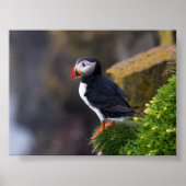 Puffin bird in Iceland Poster (Voorkant)
