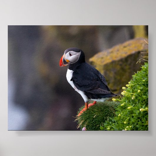 Puffin bird in Iceland Poster (Voorkant)