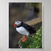 Puffin bird in Iceland Poster (Voorkant)