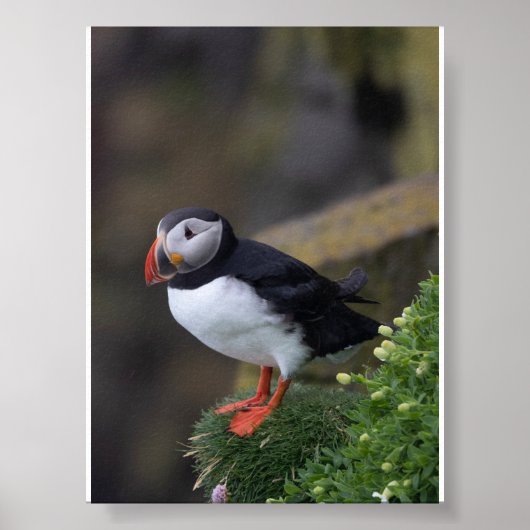 Puffin bird in Iceland Poster (Voorkant)