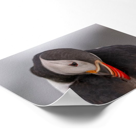 Puffin bird in Iceland Poster (Hoek)