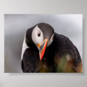 Puffin bird in Iceland Poster (Voorkant)