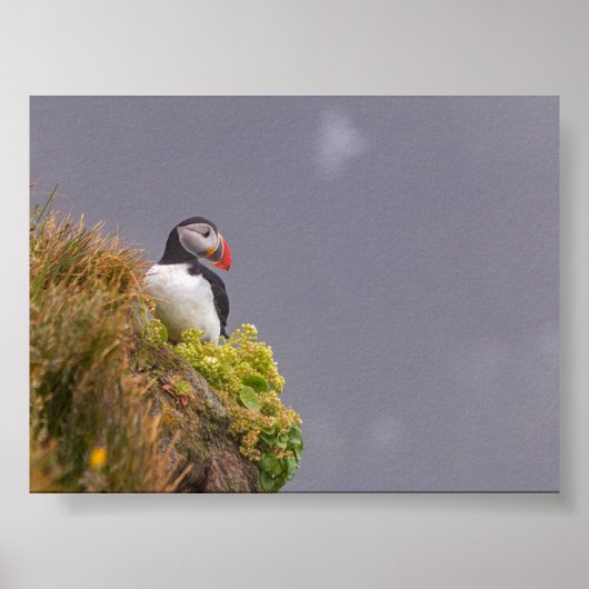 Puffin bird in Iceland Poster (Voorkant)