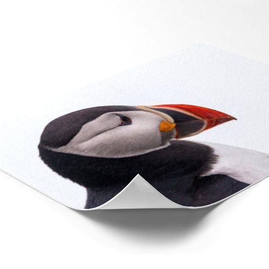 Puffin bird in Iceland Poster (Hoek)