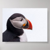 Puffin bird in Iceland Poster (Voorkant)