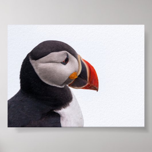 Puffin bird in Iceland Poster (Voorkant)