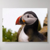 Puffin bird in Iceland Poster (Voorkant)