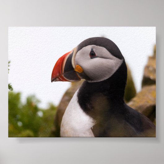 Puffin bird in Iceland Poster (Voorkant)