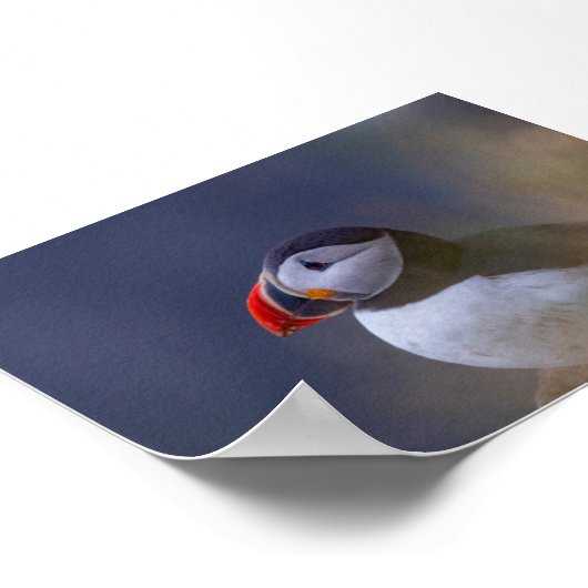 Puffin bird in Iceland Poster (Hoek)
