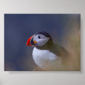 Puffin bird in Iceland Poster (Voorkant)