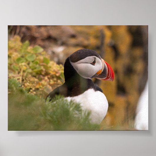 Puffin bird in Iceland Poster (Voorkant)