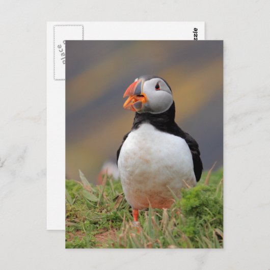 Puffin Briefkaart (Voorkant / Achterkant)