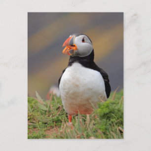 Puffin Briefkaart