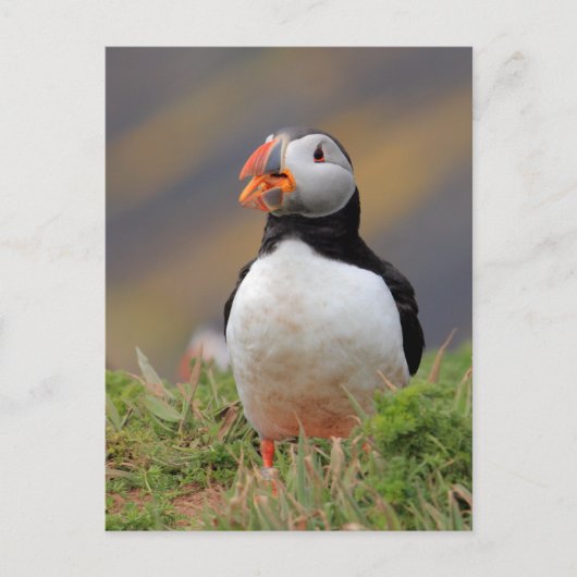 Puffin Briefkaart (Voorkant)
