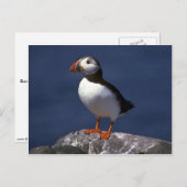 Puffin Briefkaart (Voorkant / Achterkant)