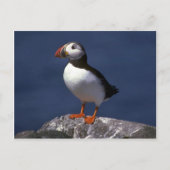 Puffin Briefkaart (Voorkant)