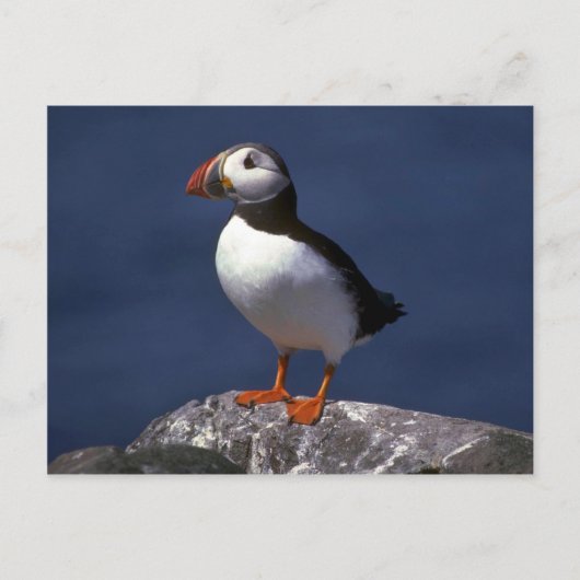Puffin Briefkaart (Voorkant)