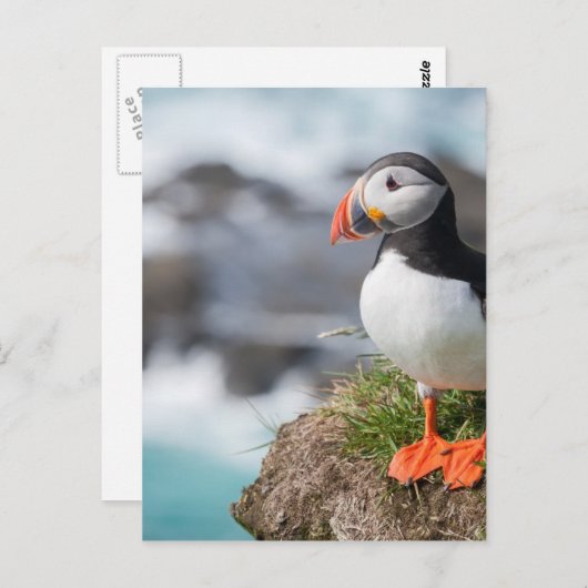Puffin Briefkaart (Voorkant / Achterkant)