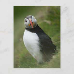 Puffin-briefkaart Briefkaart