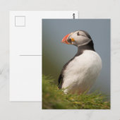 Puffin-briefkaart Briefkaart (Voorkant / Achterkant)