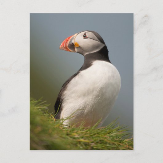 Puffin-briefkaart Briefkaart (Voorkant)