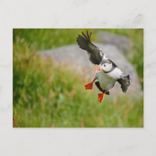 Puffin-briefkaart Briefkaart