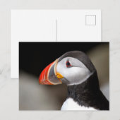 Puffin Close-up Foto Briefkaart (Voorkant / Achterkant)