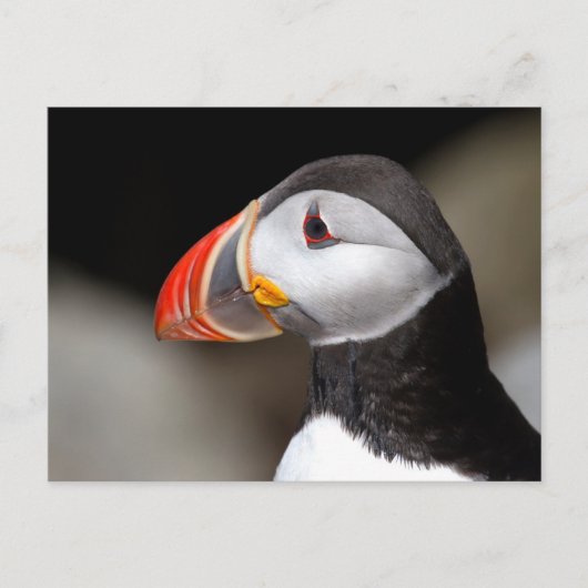 Puffin Close-up Foto Briefkaart (Voorkant)