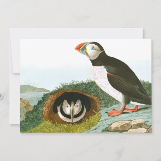 Puffin door John James Audubon Bedankkaart (Voorkant)