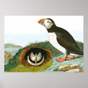 Puffin door John James Audubon Poster