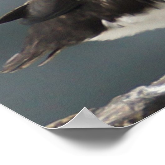 Puffin Duo Poster (Hoek)