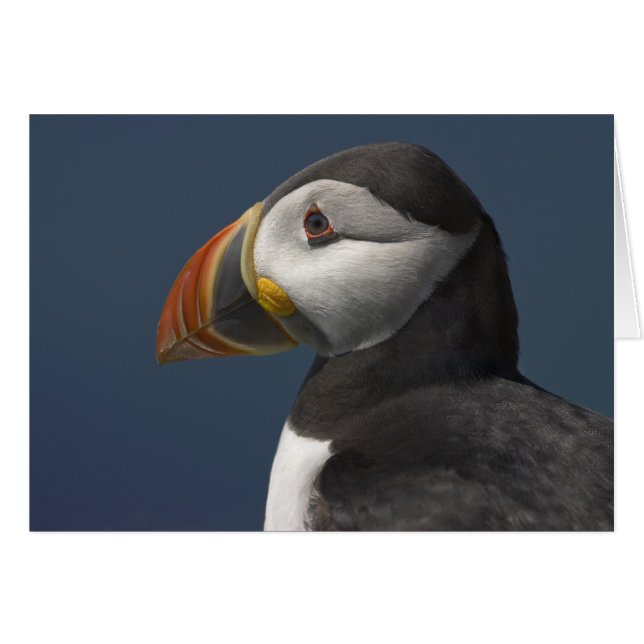 Puffin en Blue Sky (Voorkant Horizontaal)