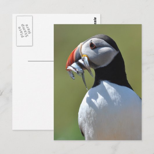 Puffin Fisherman Briefkaart (Voorkant / Achterkant)